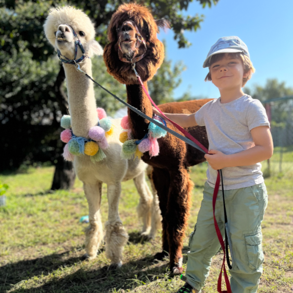 boy with lamas